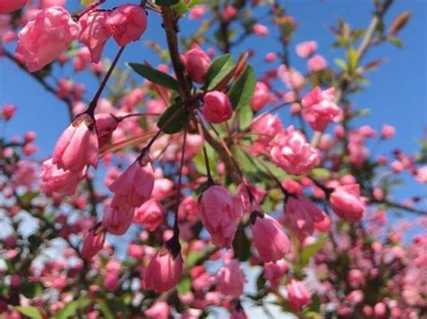 海棠開花|ハナカイドウ(花海堂)の育て方｜植え付けや植え替え 